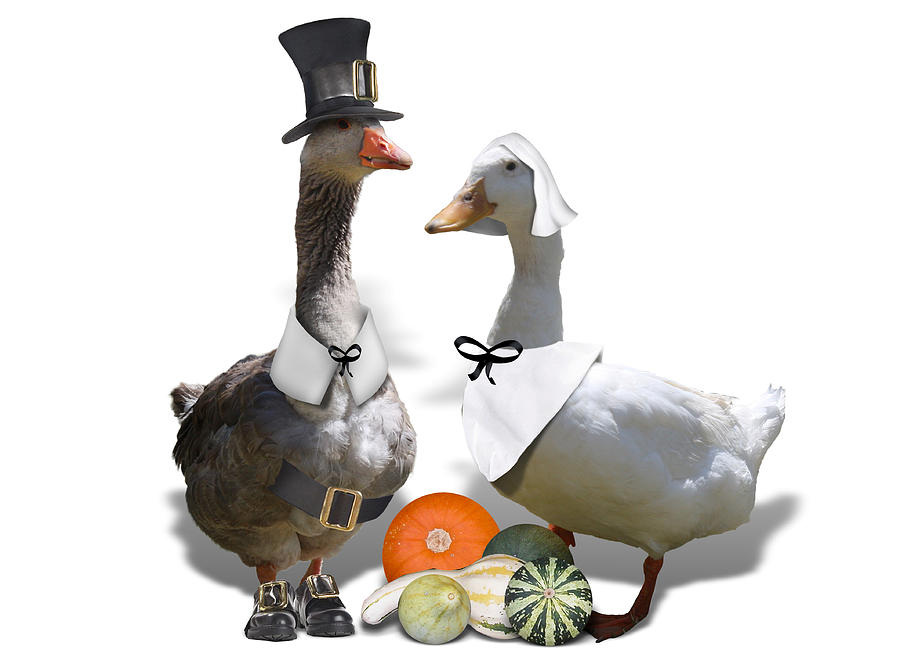 Pilgrim Ducks Mixed Media by Gravityx9 Designs