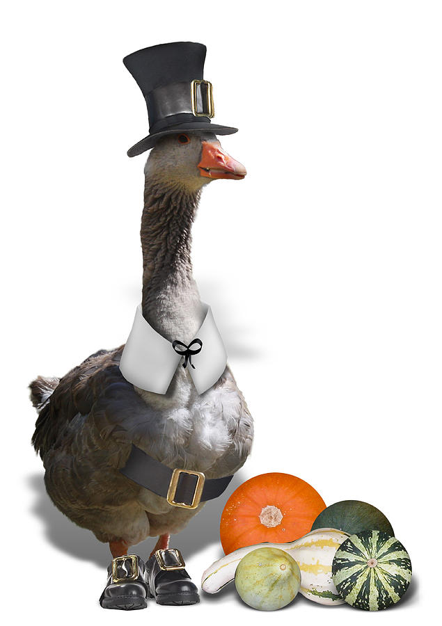 Thanksgiving Mixed Media - Pilgrim Goose by Gravityx9 Designs
