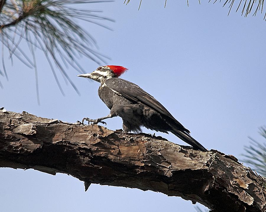 Piliated Woodpecker Photograph by Kenneth Albin