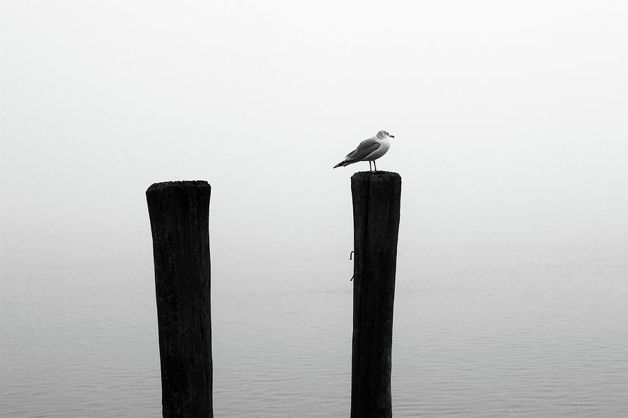 Piling and Gull BW Photograph by Mary Bedy
