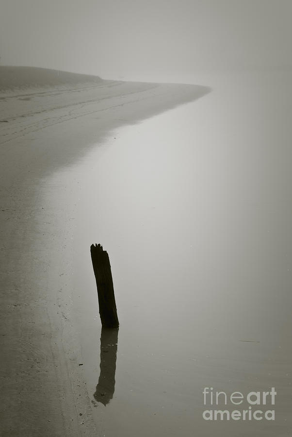 Nature Photograph - Piling and Shores Edge by David Gordon