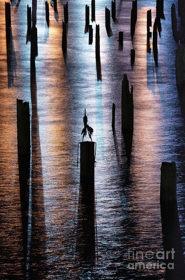 Pilings at night Photograph by Patti Schulze