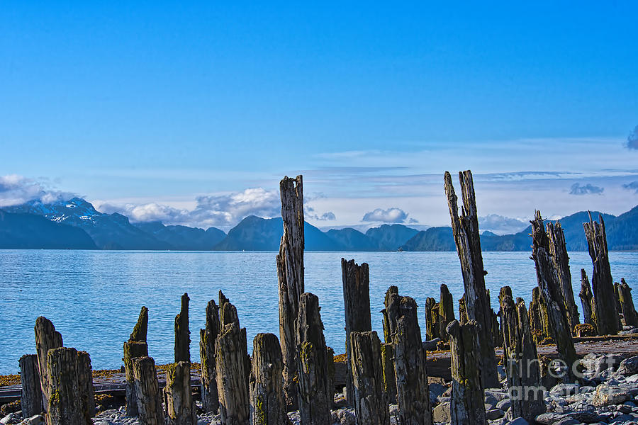 Pilings Photograph by David Arment