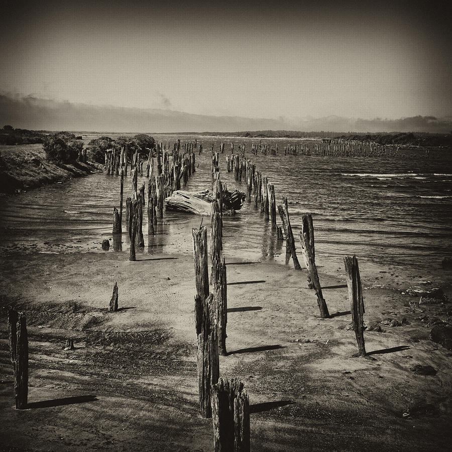 Pilings Photograph by Hugh Smith