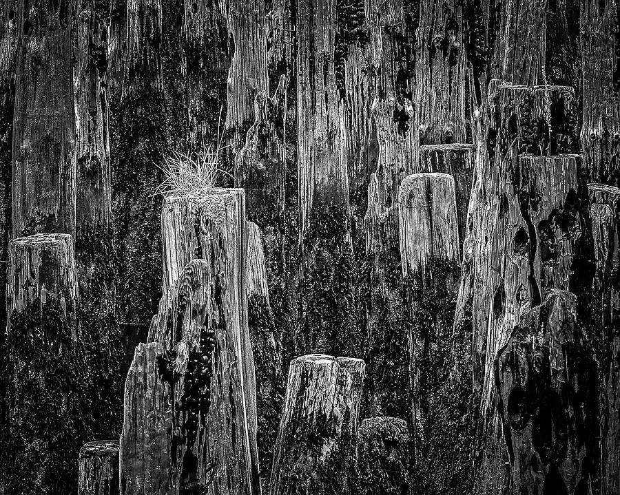 Pilings Photograph by Robert Mitchell