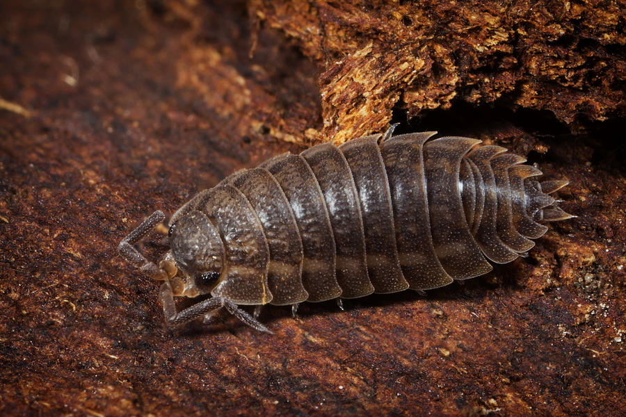 Pill Bug Photograph by Terry Leasa