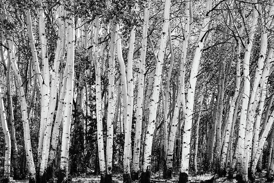 Pillars Of The Wilderness Photograph