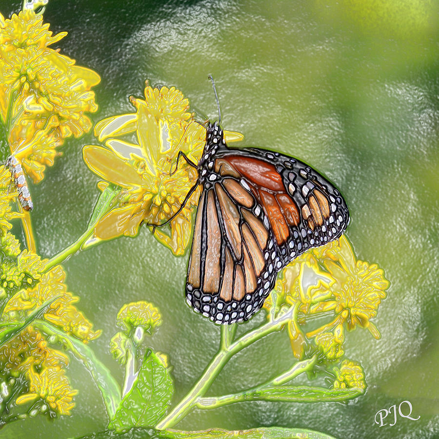 Monarch Photograph by PJQandFriends Photography