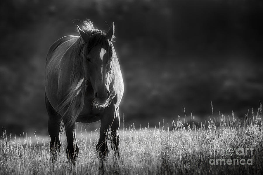 Pilot Butte Wild Horse at Sunrise in Black and White Photograph by Priscilla Burgers