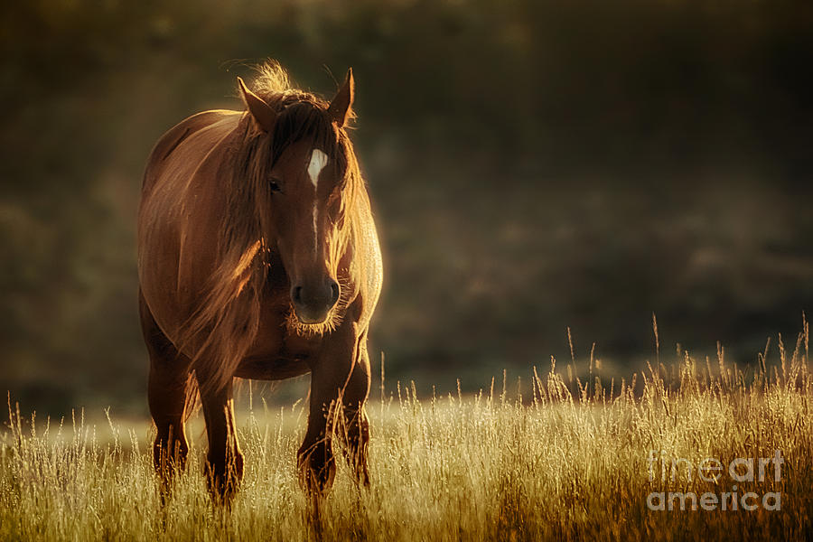 Pilot Butte Wild Horse at Sunrise Photograph by Priscilla Burgers