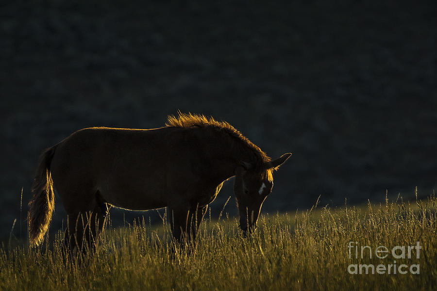 Pilot Butte Wild Horse Photograph by Priscilla Burgers