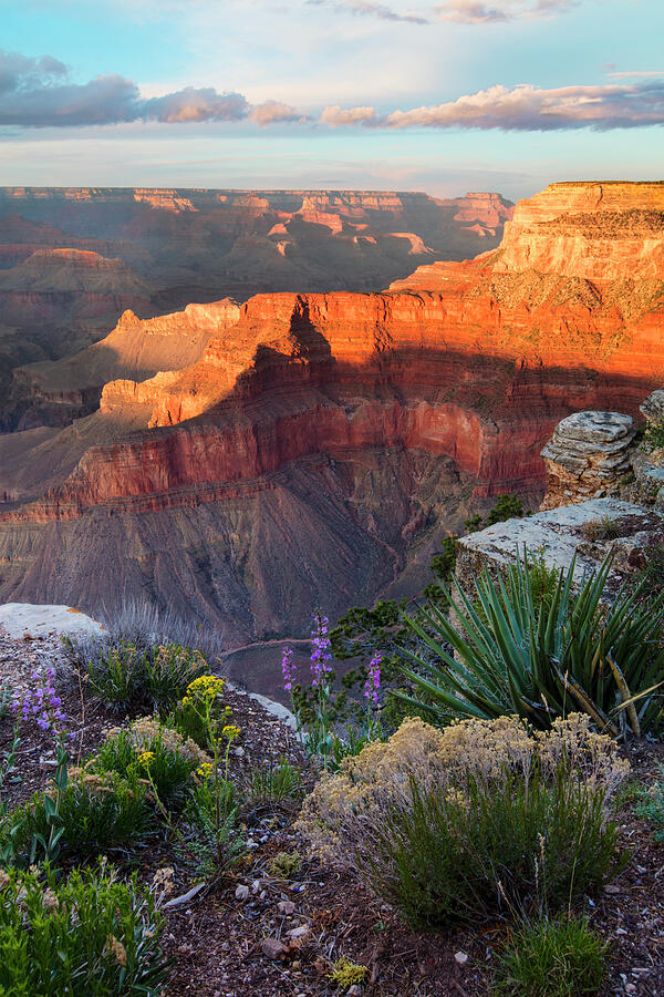 Grand Canyon National Park Photograph - Pima Point Bloom  by Mike Buchheit