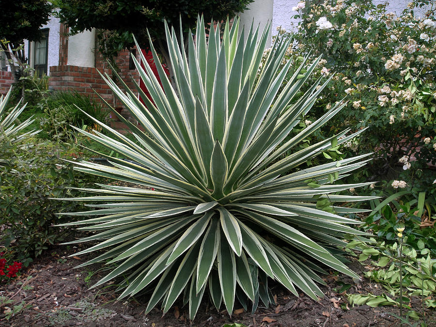 Pin Ball Plant Exotic Flora Of North America Pic 2 Photograph By