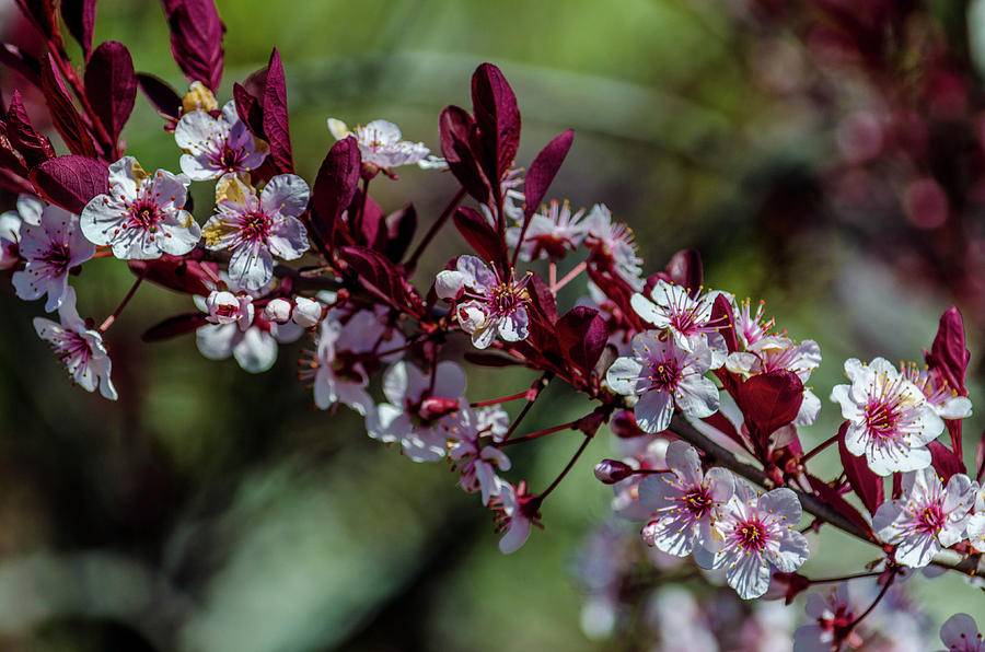 Flower Photograph - Pin Cherry Blossoms by Dan Jordan