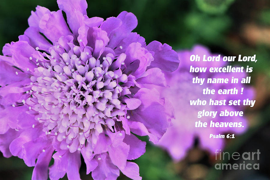 Pin Cushion Flowers Bible Verse Psalm 6 1