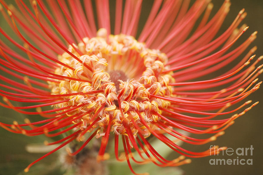Pin Cushion Protea Macro Photograph by Ron Dahlquist - Printscapes