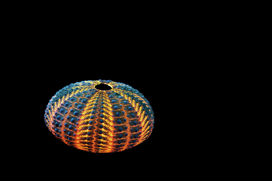 Pin Cushion Sea Urchin Shell Photograph By Richard Risely