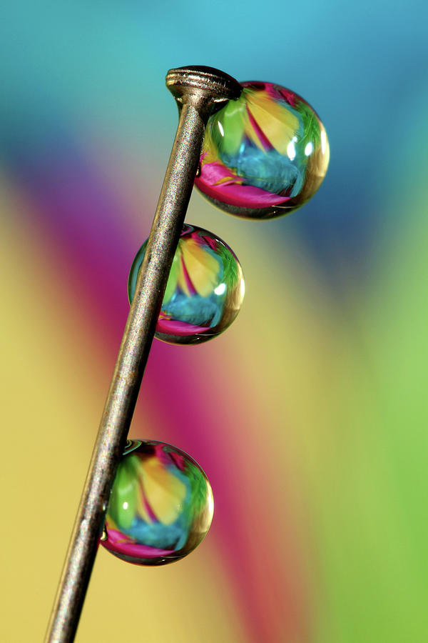 Pin Drop Photograph by Sharon Johnstone