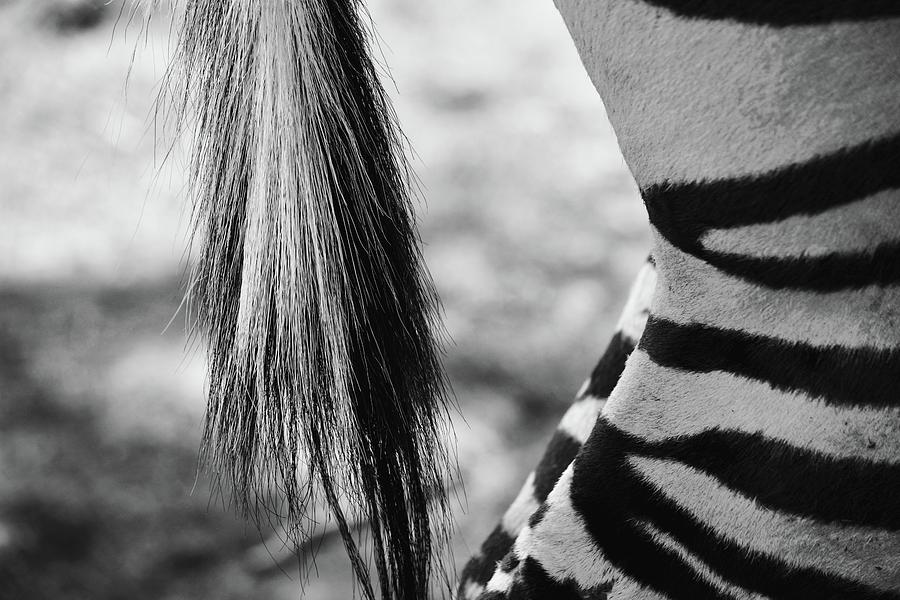 Black And White Photograph - Pin My Tail by Running J