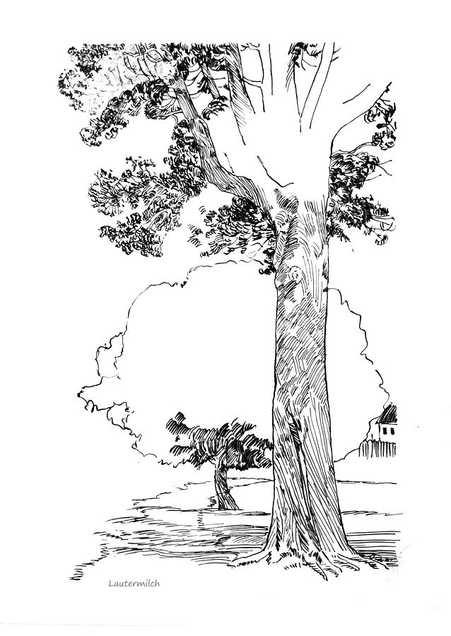 Pin Oak Drawing Drawing by John Lautermilch