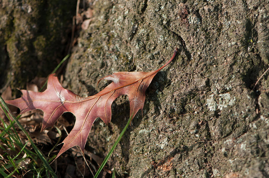 Pin Oak Leaf On Bark Photograph by Brian Green