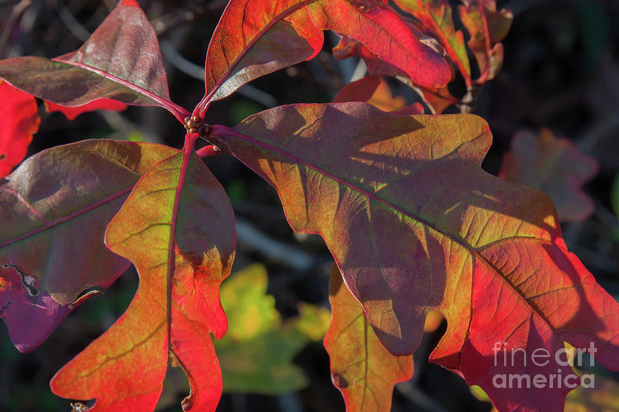 Pin Oak Leaves Photograph by Chris Scroggins