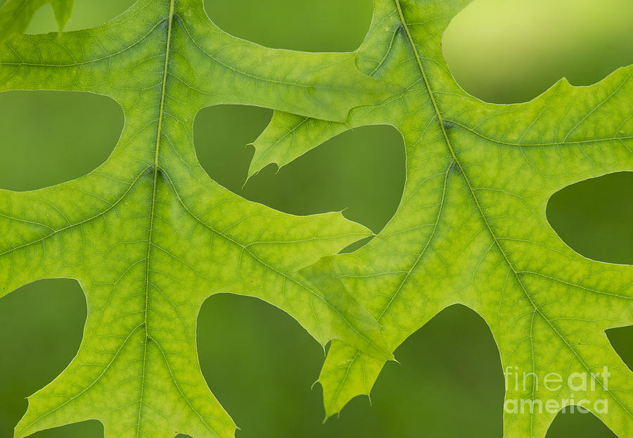Pin Oak Leaves Photograph by Tim Gainey