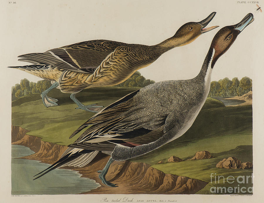 Pin Tailed Duck, 1834 Painting by John James Audubon