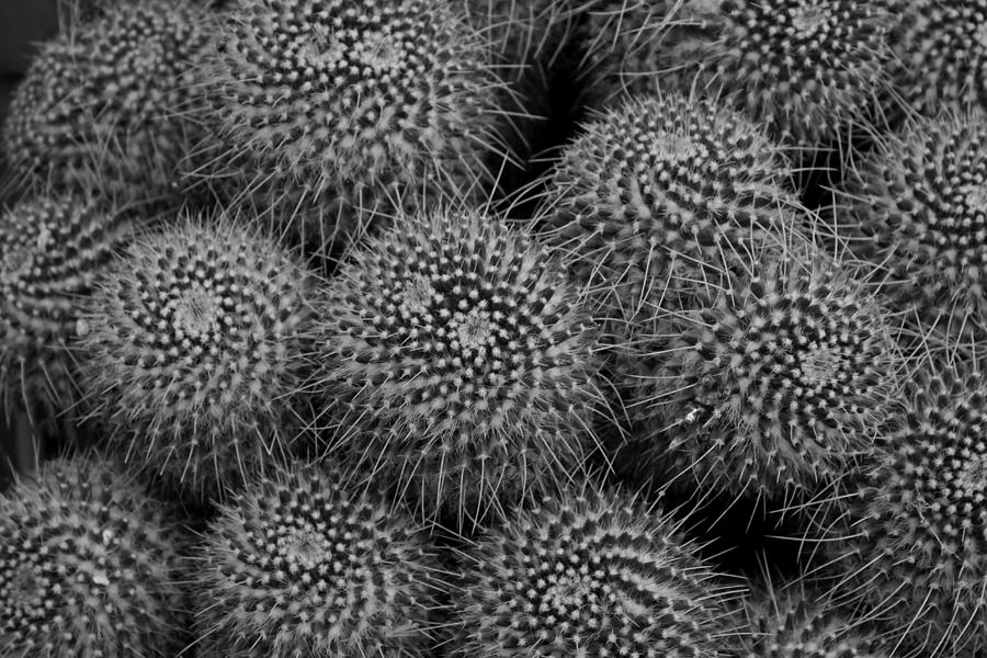 Pincushion Cactus  #1 Photograph by Michiale Schneider