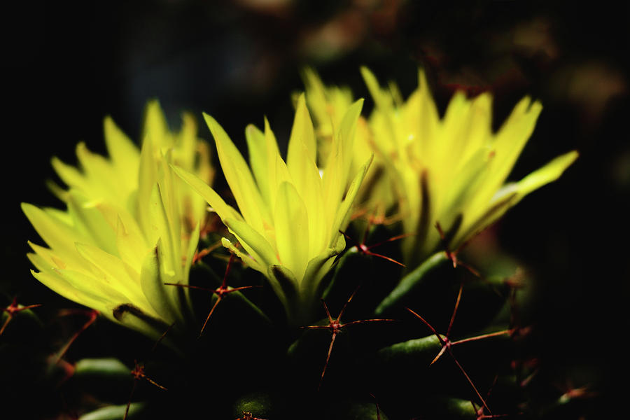 Pincushion Cactus - Mammillaria - Yellow flower Photograph by Cristina Stefan
