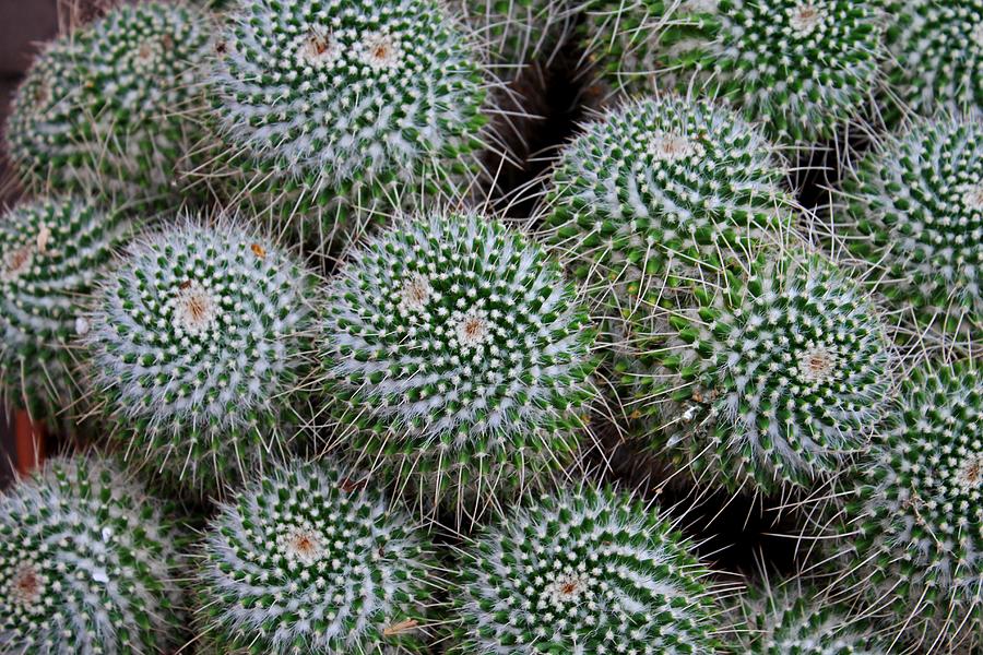 Pincushion Cactus Photograph by Michiale Schneider