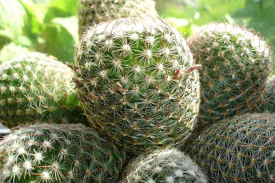 Pincushion Cactus Photograph by Susan Baker