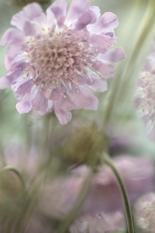 Nature Photograph - Pincushion Flower by Bonnie Bruno