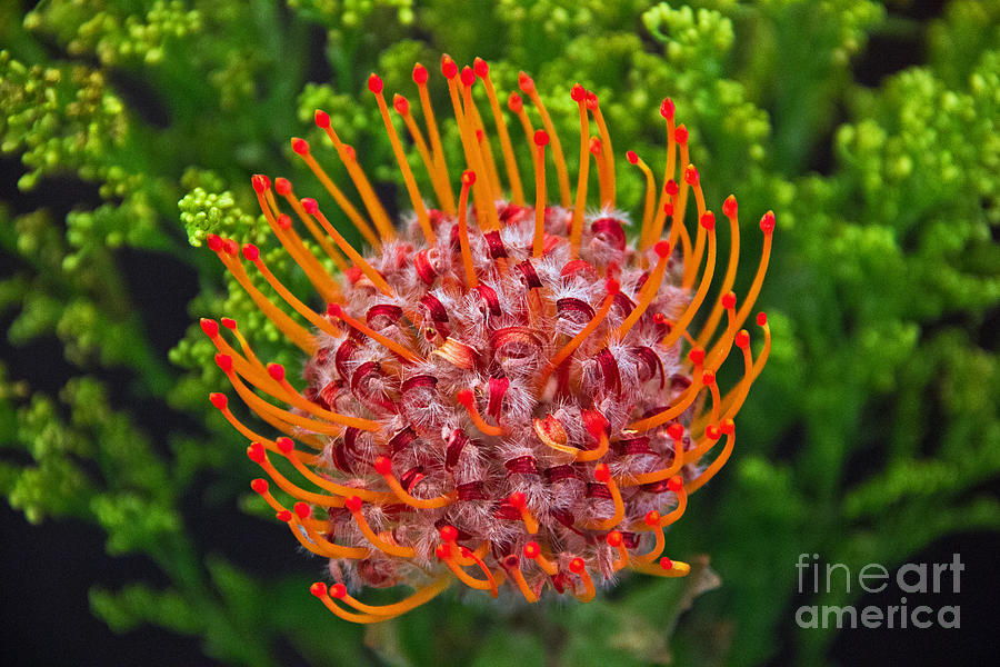 Pincushion Flower Photograph by Kelly Holm
