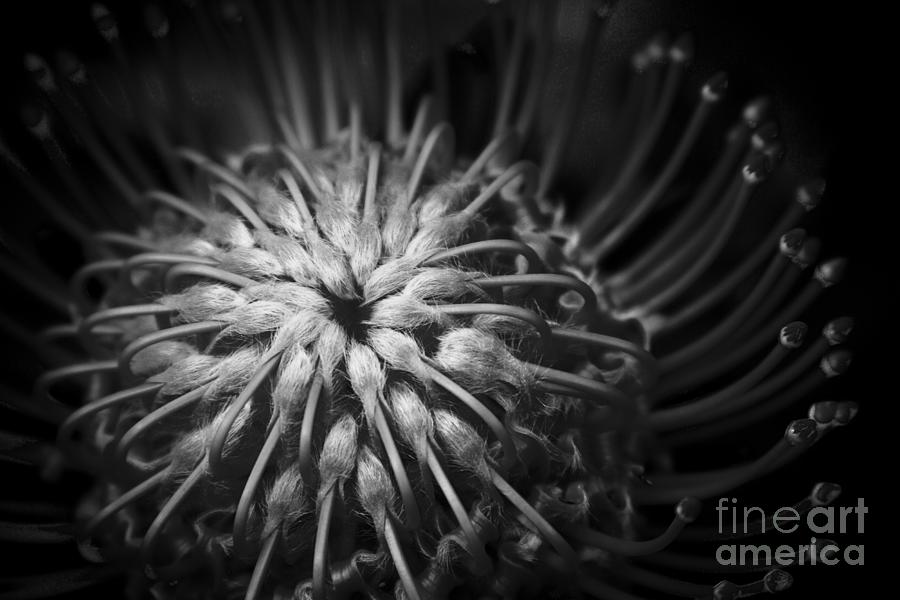Pincushion Protea Tropical Sunburst Photograph by Sharon Mau