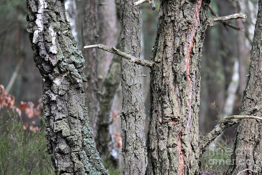 Pine and Birch Photograph by Dariusz Gudowicz