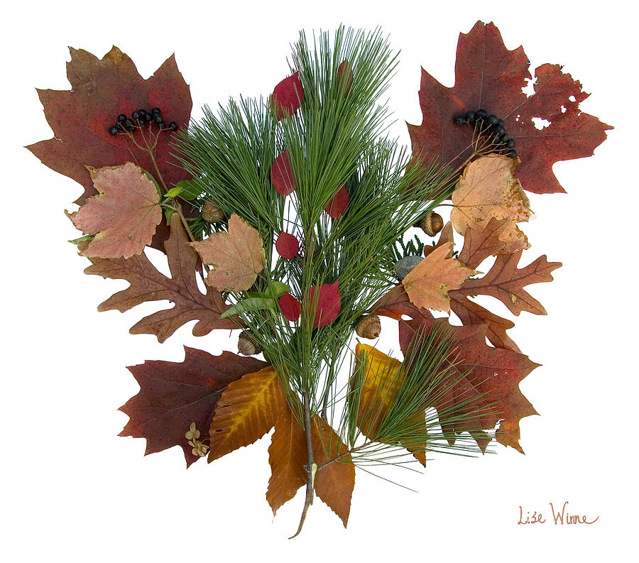 Pine and Leaf Bouquet Digital Art by Lise Winne