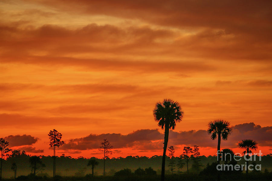 Pine and Palm Sunrise Photograph by Tom Claud