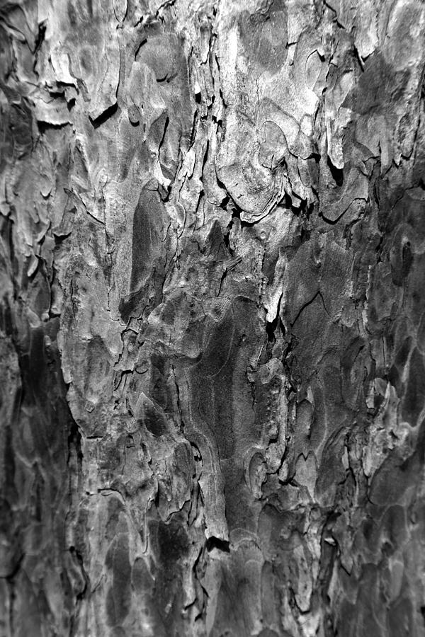 Pine Bark 1 BW Photograph by Mary Bedy