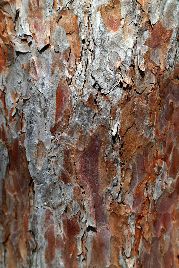 Pine Bark 1 Photograph by Mary Bedy