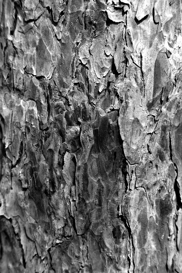 Pine Bark 2 BW Photograph by Mary Bedy