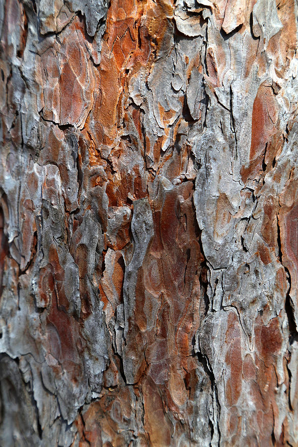 Pine Bark 2 Photograph by Mary Bedy