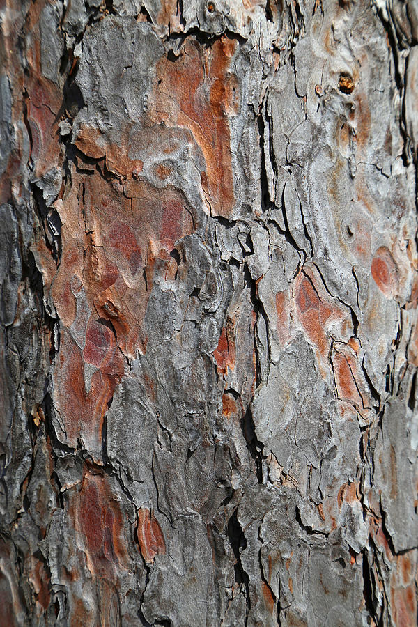 Pine Bark 3 Photograph by Mary Bedy