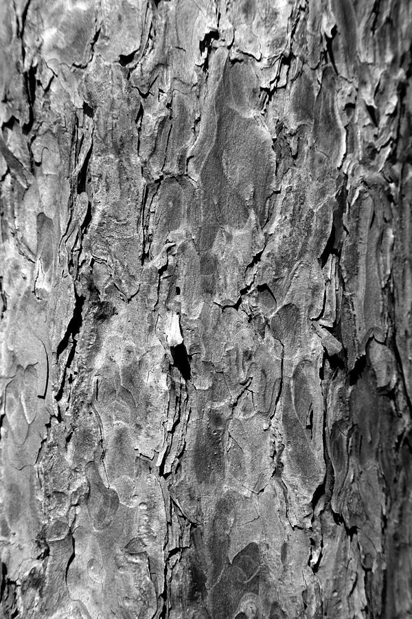 Pine Bark 4 BW Photograph by Mary Bedy