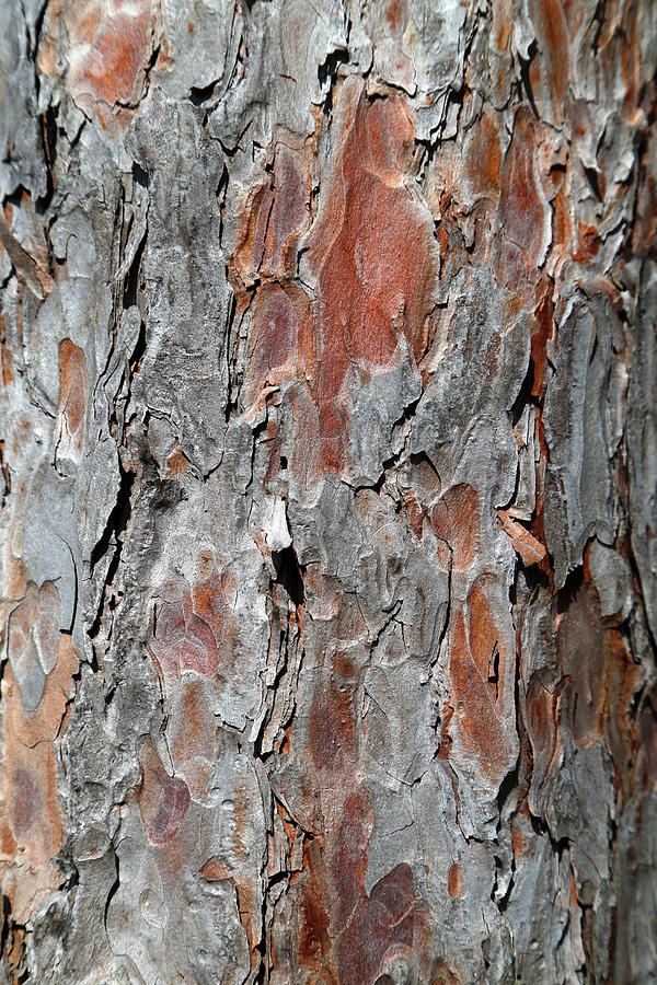 Pine Bark 4 Photograph by Mary Bedy
