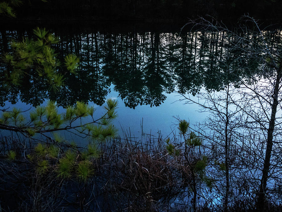 Nature Photograph - Pine Barren Reflections by Louis Dallara