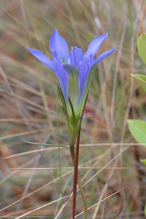 Pine Barrens Photograph - Pine Barrens Gentian in Blue by Matt Cormons Pine Barrens Photograph - Pine Barrens Gentian in Blue by Matt Cormons