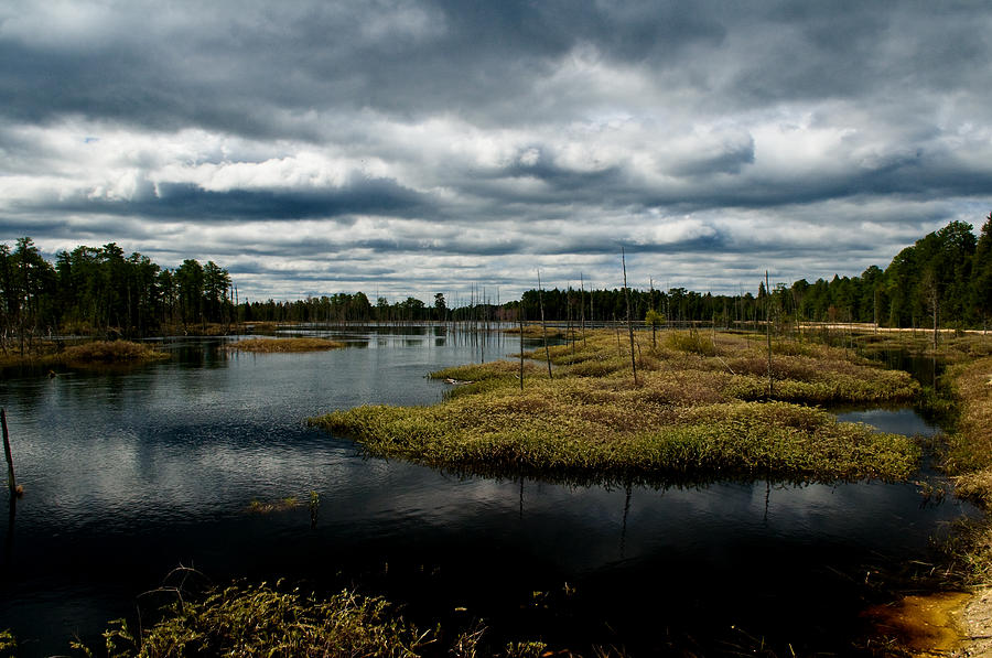 Pine Barrens Photograph by Louis Dallara