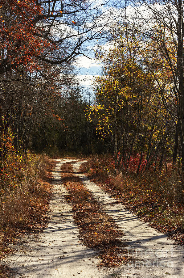 Pine Barrens Road I Photograph by Debra Fedchin