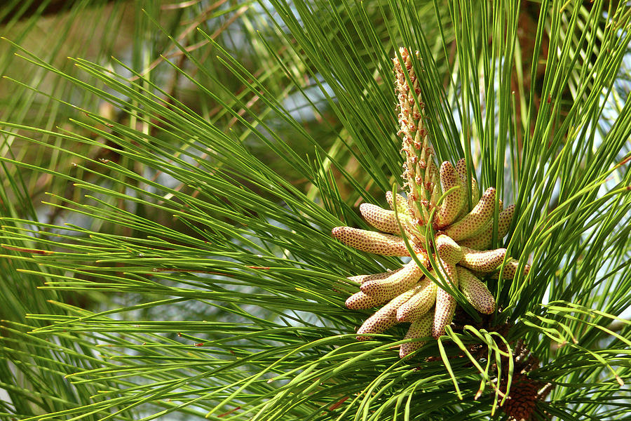 Pine bloom Photograph by Pamela Brake-Williams - Fine Art America